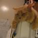 Magnet na lednici - přilepená kočka